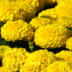 Afbeelding Tagetes erecta F1 Discovery Yellow